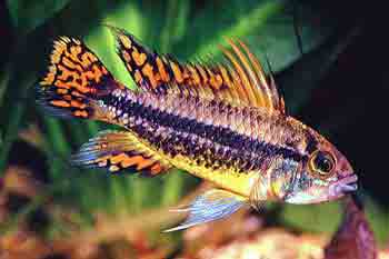 Apistogramma cacatuoides